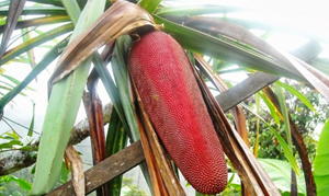 Manfaat Tanaman Obat Buah Merah yang Menakjubkan