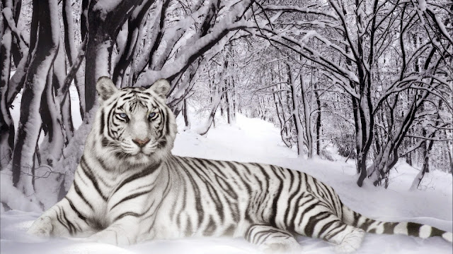 tiger animal photo hd, tiger animal image, tiger animal picture, tiger animal background, tiger animal desktop pc wallpaper, tiger animal high quality wallpaper