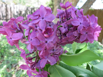 lilacs