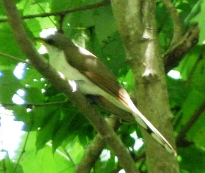 yellow-billed cuckoo