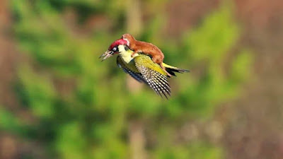 Weasel-can-ride-on-a-Woodpecker