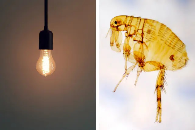 are-fleas-attracted-to-light