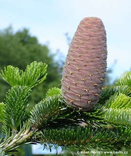 Abies nordmanniana