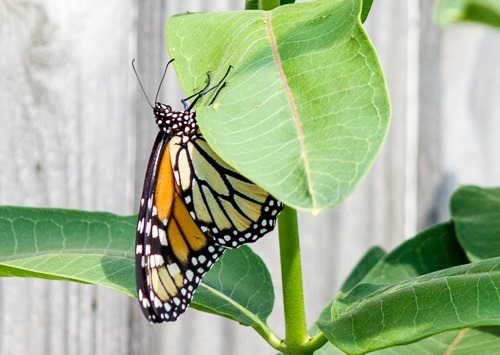 Milkweed