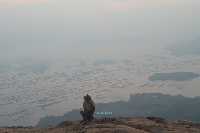 Monyet di bibir Batu Lembu Gunung Lembu Purwakarta | JelajahSuwanto