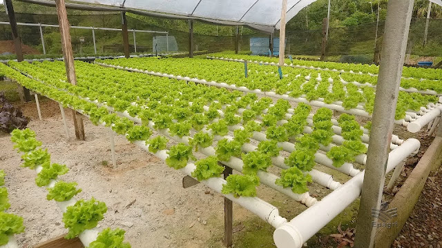 Curso de Horticultura com a Técnica da Bioponia