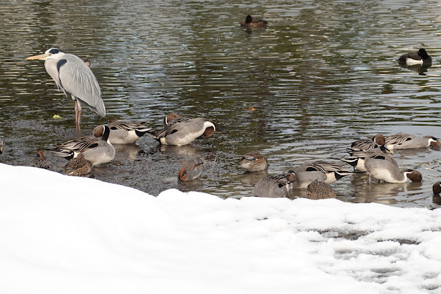 鳥取県米子市西町 湊山公園 池のマガモとアオサギ