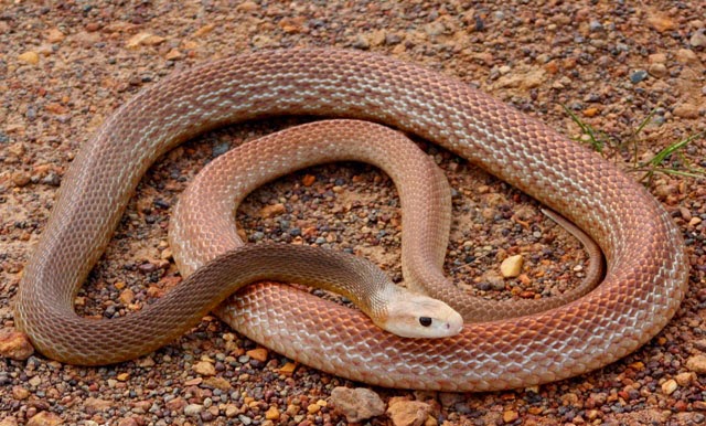 As 10 cobras mais venenosas do mundo – Cobras