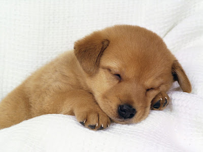  Letest and best Dog HD Wallpapers | Dog HD Wallpapers | Dog Desktop Backgrounds,Photos | Free Desktop Hd Wallpapers Dog |HD phptos animals | hd image Dog| hd picture Dog|hd picks Dog| forest animals hd wallpaper | latest hd wallpaper | animals hd wallpaper | Dog hd photos | Dog hd wallpaper | Dog hd images | pag dog hd wallpaper | jarman shefard dog hd wallpaper | pitbull dog hd wallpaper | husky dog hd wallpaper