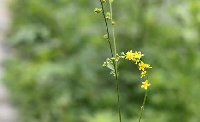 Agrimony Flowers Pictures