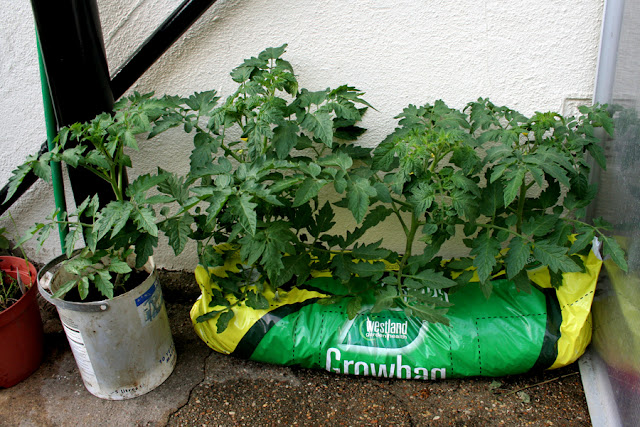 The Victory Garden - Alacante Tomato Plants Growing in a grow bag and paint Can
