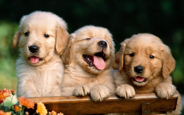 Cute Dogs