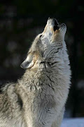 Gray Wolf, now our Best Friend? (gray wolf)