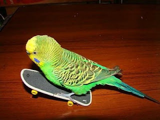 funny bird photos budgie riding a mini skateboard on two wheels stunt rider