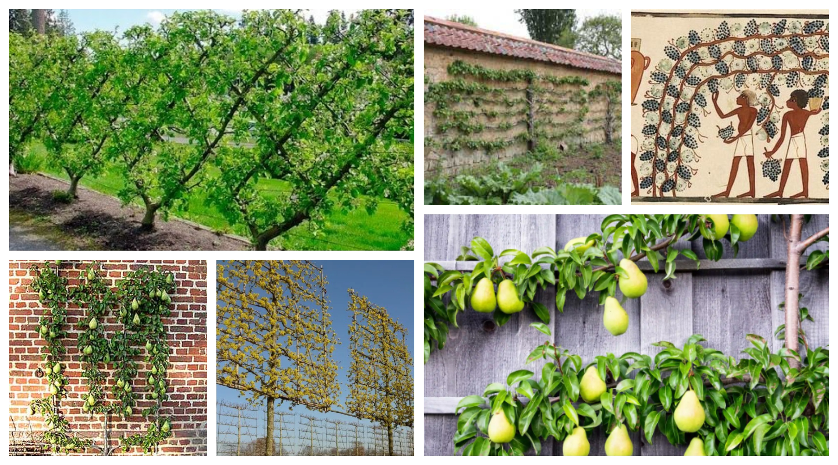How to Build an Espalier Support Trellis – Deep Green Permaculture
