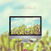 Corn Field Wallpaper