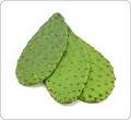 Figuier: Nopal (Raquettes)