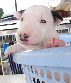 Bull Terrier Diary : ทายนิสัยเจ้าของสุนัข จากการตั้งชื่อ สุนัข