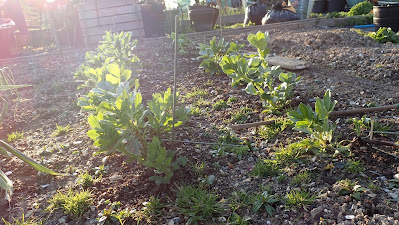 Broad Beans