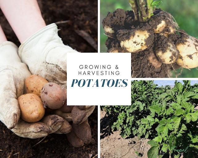 Learn how to grow potatoes and the best methods for harvesting and storing.