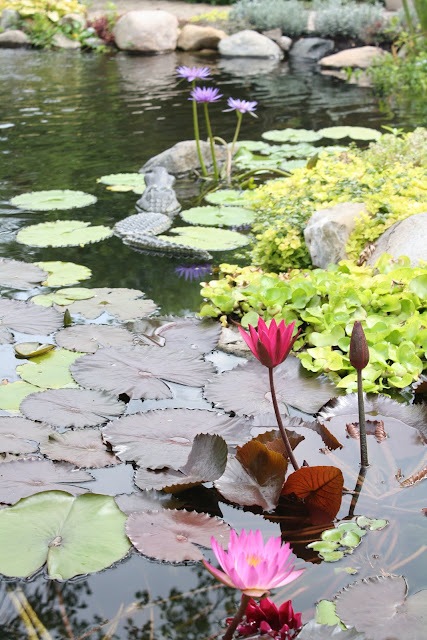 pond in summer