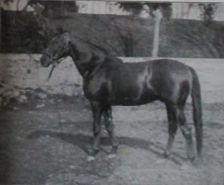 pays basque autrefois haras cheval basse-navarre