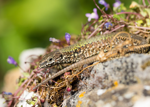 Wall Lizard - Ventnor Botanic Garden