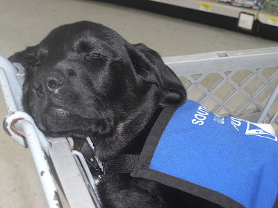 Close up picture of Rudy sleeping in coat in a shopping buggy at Walmart