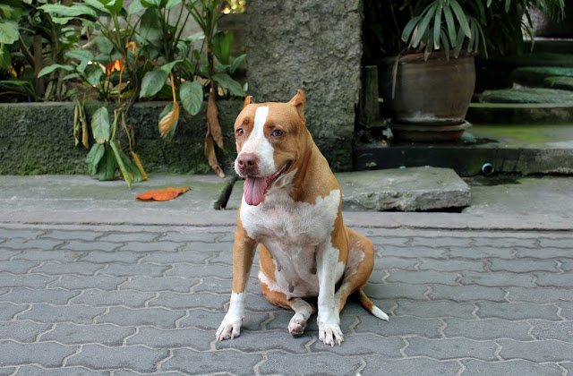 Ko Tao dog