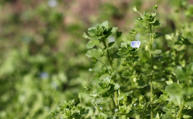 Veronica Persica Flowers Pictures