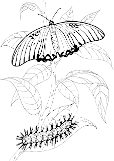 butterfly coloring pages,caterpillar butterfly coloring pages