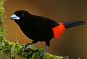 sr tanager