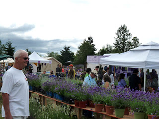 Lavender plants for sale