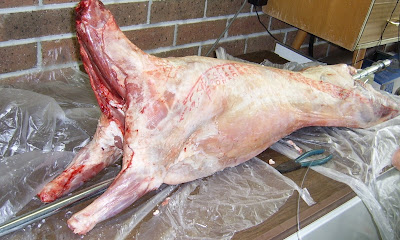 Preparing lamb for a spit