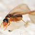 Termite With Wings: Types, Facts & How to Identify Them