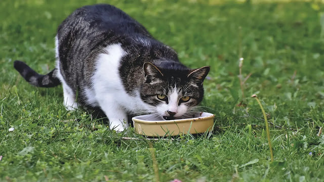 Cat Eating