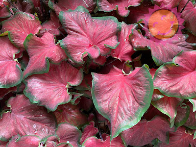 Red Ruffles Caladium