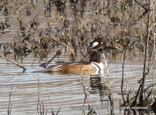 Hooded Merganser