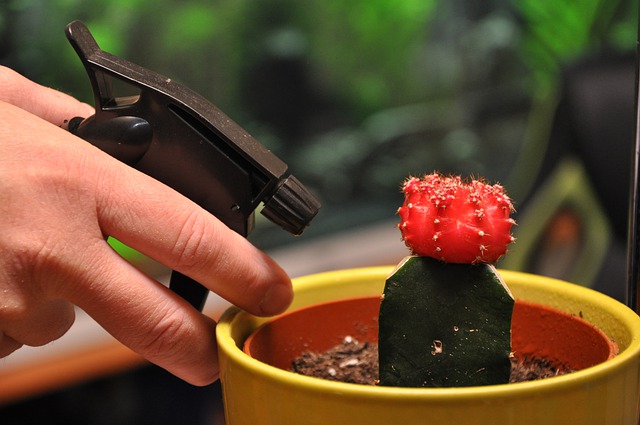 how to water a bonsai tree indoor