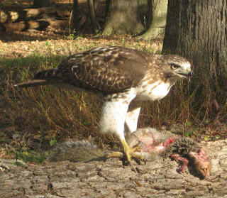  Tailed Hawk Eating on Red Tailed Hawk Eating Prey