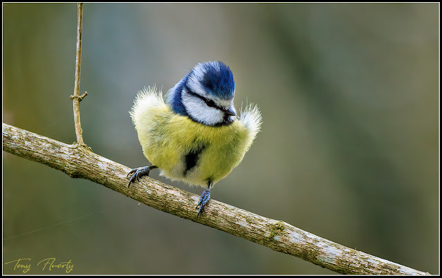 Blue tit at Derrymore House