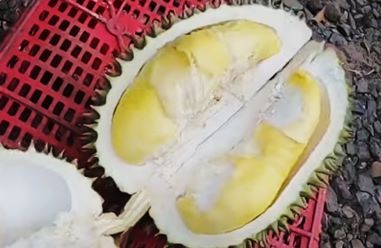 12 Fakta Unik Buah Durian