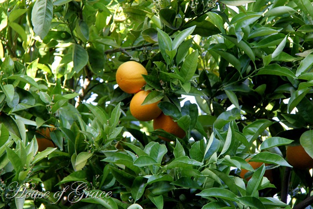 2011 05 21_4731