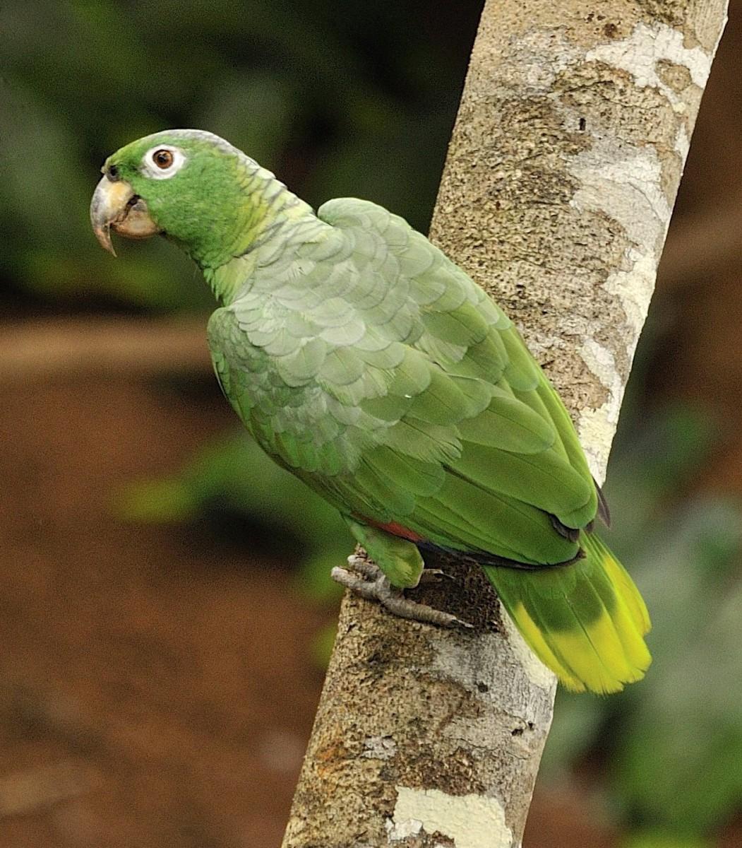 Papagaio-Moleiro (Amazona farinosa)