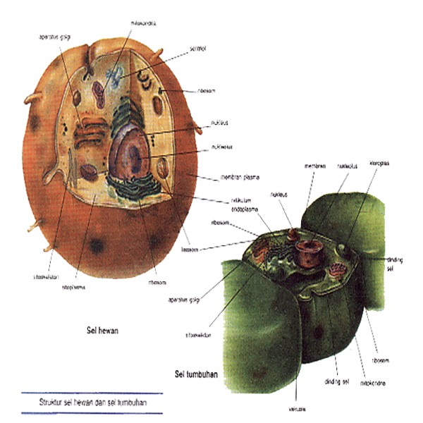  Perbedaan  Sel  Tumbuhan  dan  Sel  Hewan  999 Com