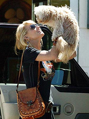 Jessica Simpson Dog Missing photo