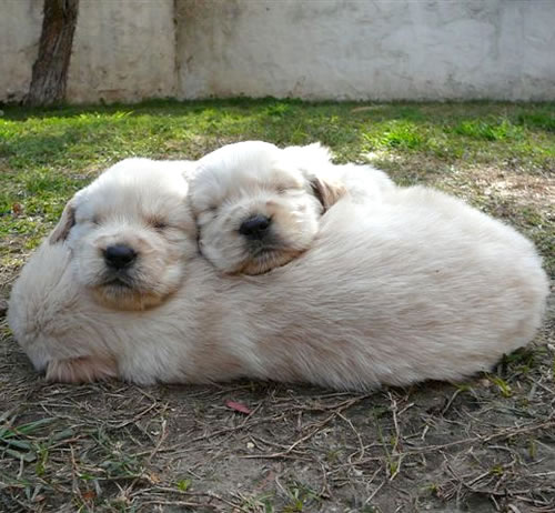 perros mascotas dormidos