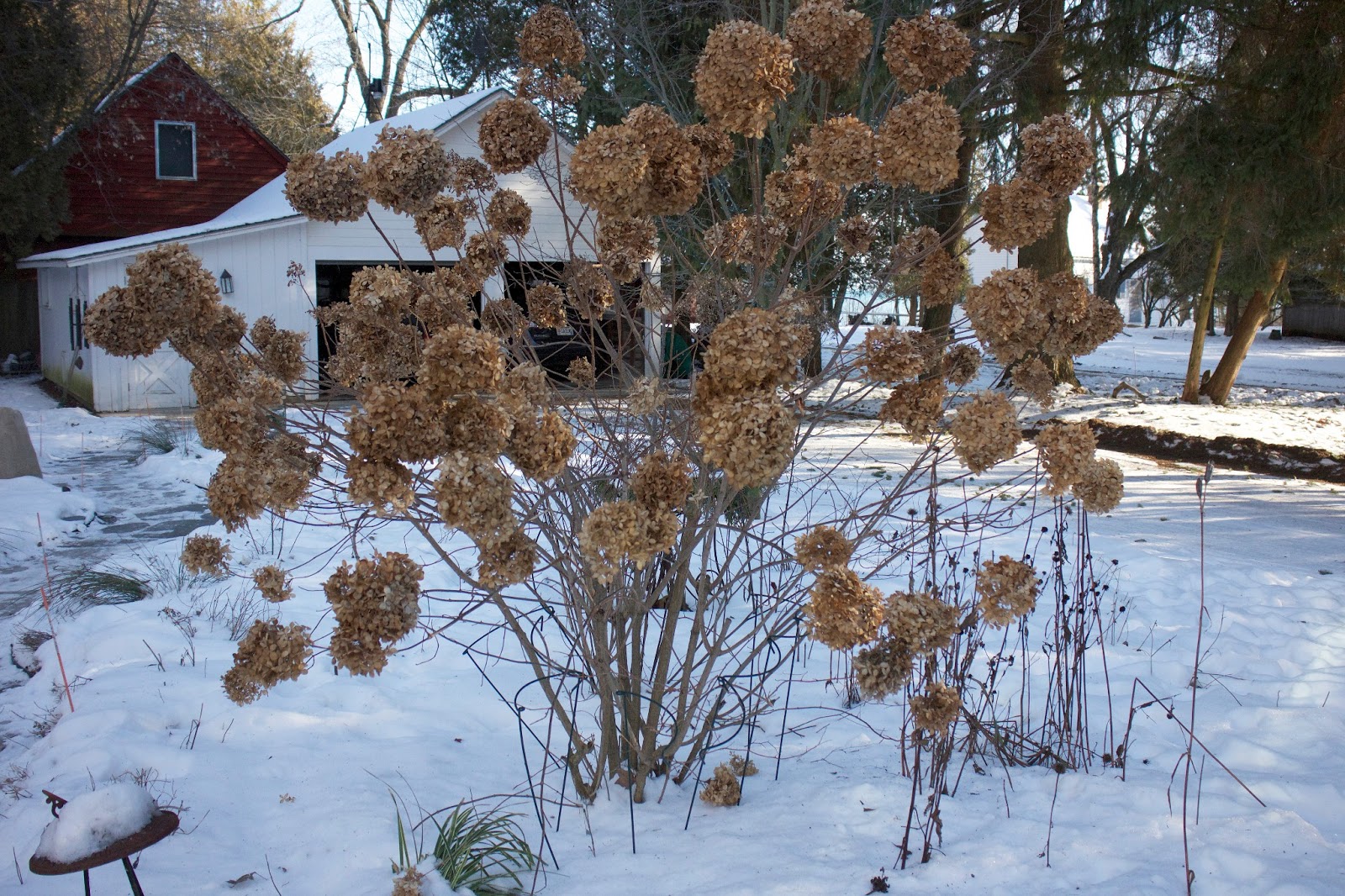 Limelight Hydrangea Winter The impatient gardener: garden bloggers 