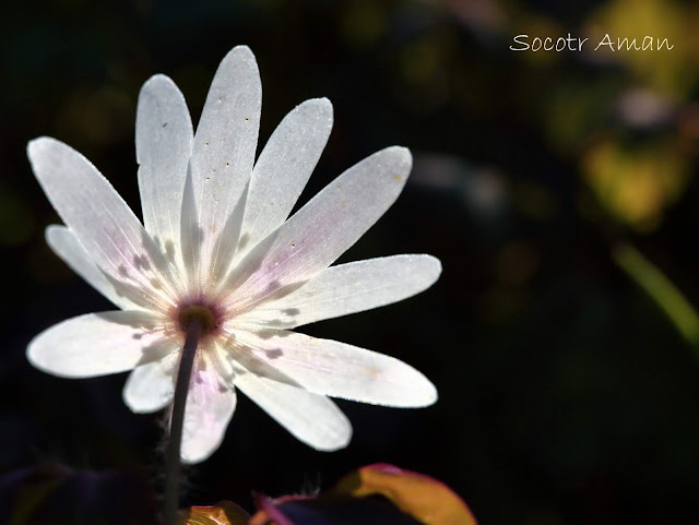 Anemone raddeana