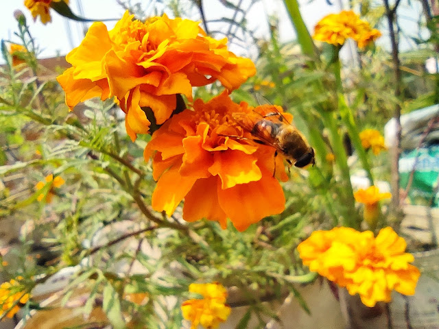 Insect Photography on Flower